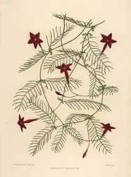 Cypress Vine or Cypressvine Morning Glory, Ipomoea Quamoclit